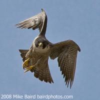 Peregrine Falcon in Flight