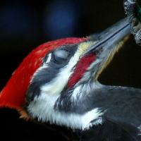Pileated Woodpecker showing nictitating membrane.