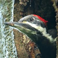 Pileated Woodpecker