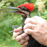 Pileated Woodpecker