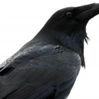 Raven in profile
