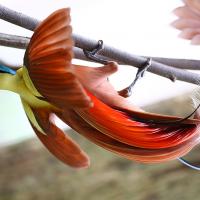 A Red Bird-of-Paradise swings beneath a branch, showing its long sweeping red wing feathers and tail