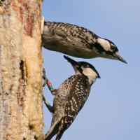A Pair of Red-Cockaded Woodpeckers