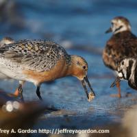 Red Knot Foraging