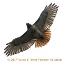 Red-Tailed Hawk in Flight
