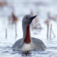Red-throated Loon