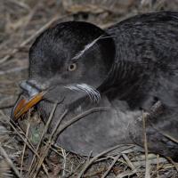 Rhinocerous Auklet