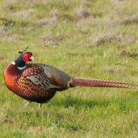 Ring-necked Pheasant