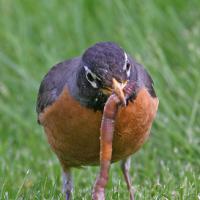 American Robin and worm