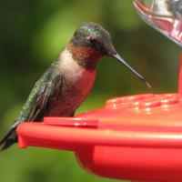 Ruby-throated Hummingbird at feeder