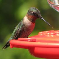 Ruby-throated Hummingbird at feeder