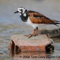 Ruddy Turnstone