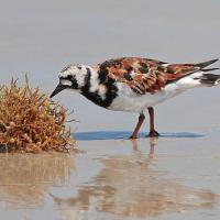 Ruddy Turnstone foraging