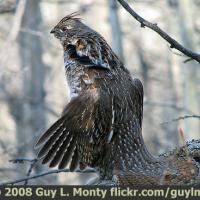 Ruffed Grouse