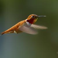Rufous Hummingbird hovering