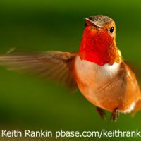 Rufous Hummingbirds