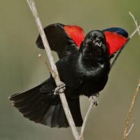 Red-winged Blackbird