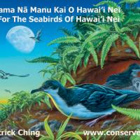 Saving Shearwaters