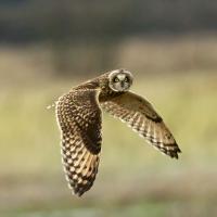 Short-eared Owl in flight