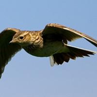 Skylark