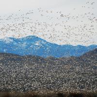 Flock of Snow Geese in flight