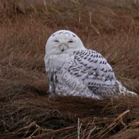 Snowy Owl