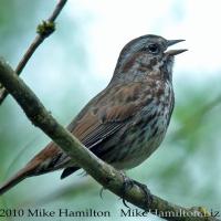 A Song Sparrow sings while perched on a branch amidst greenery