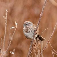 Song Sparrow
