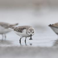 Spoon-billed Sandpipers foraging on mudflat