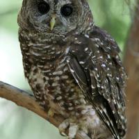 A Spotted Owl