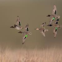 Green-winged Teal in flight