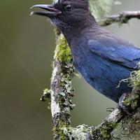 Steller's Jay
