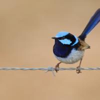 A Superb Fairy Wren perched on a wire fence