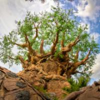 Baobab tree