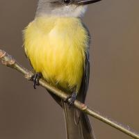 Tropical Kingbird