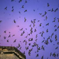 A Flock of Vaux's Swifts