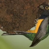 A Violaceous Trogon perched on a wasp nest