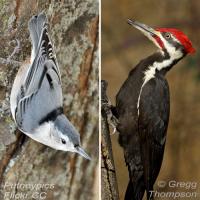 White-breasted Nuthatch and Pileated Woodpecker