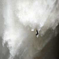 White-collared Swift flying by waterfall spray