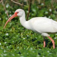 White Ibis