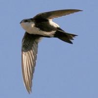 White-throated Swift in Flight