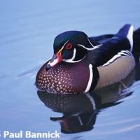 Wood Duck