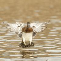 Wood Duck female