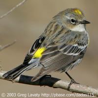 Yellow-rumped Warbler