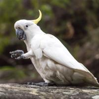 Sulphur-crested Cockatoo