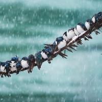 Tree Swallows huddled next to each other on a snowy branch 