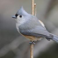 Tufted Titmouse showing its grey back and perky little crest. It's perched on a branch and looks ready for takeoff.