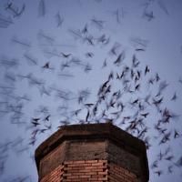 Vaux's Swifts