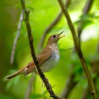 Veery singing on a branch
