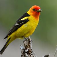  La piranga capucha roja 